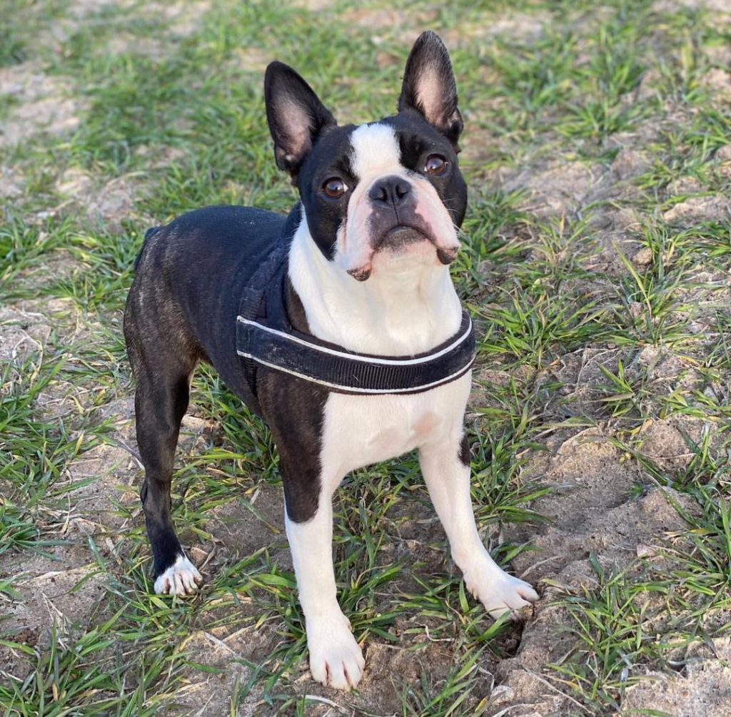 Available Puppies – Royalty Boston Terrier Pups